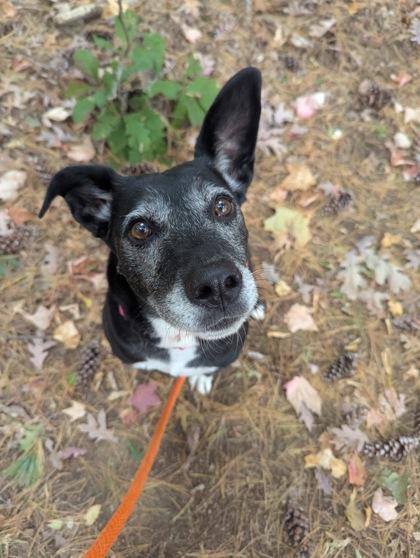 Storrie, Adopted, Senior Female Pit Bull Terrier & Black Labrador Retriever.