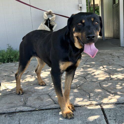 Enlarge Sadie, a Adoptable Rottweiler in Lathrop, CA image 1/4
