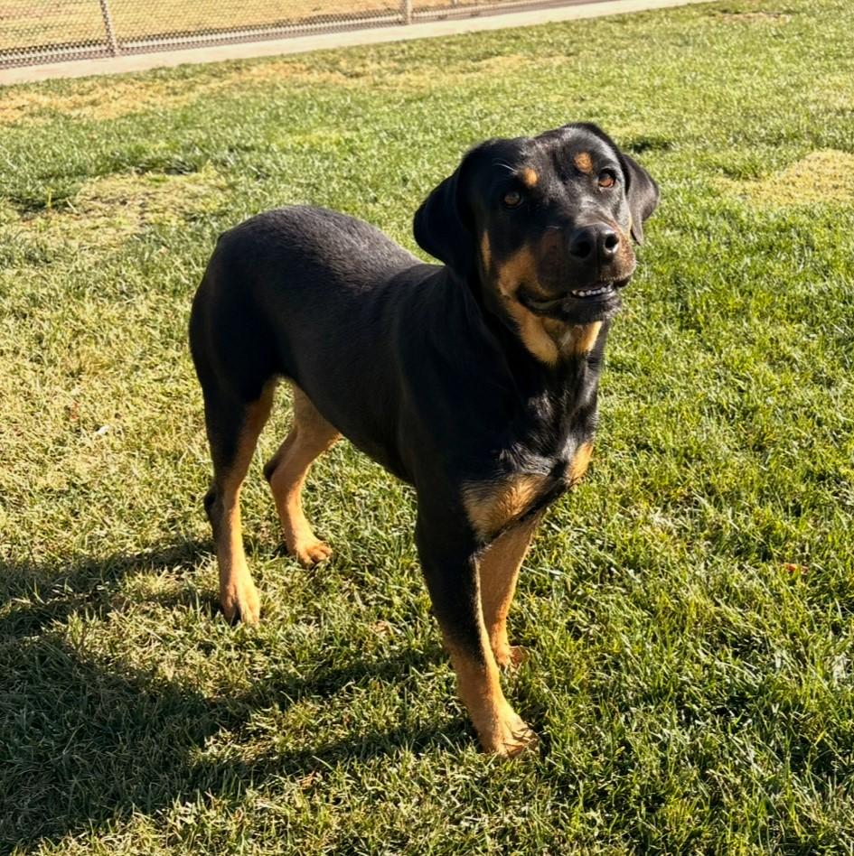 Enlarge Sadie, a Adoptable Rottweiler in Lathrop, CA image 3/4