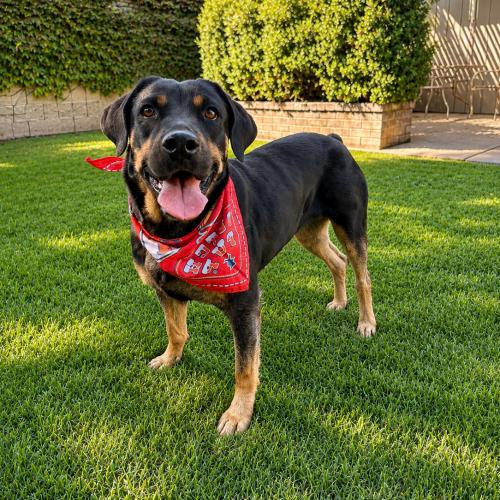 Enlarge Sadie, a Adoptable Rottweiler in Lathrop, CA image 3/4