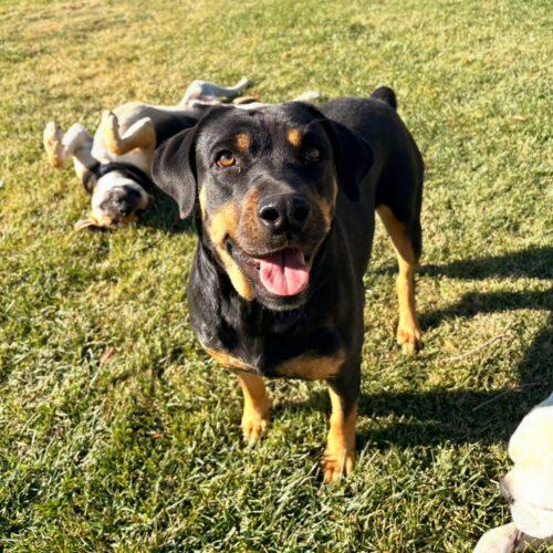 Enlarge Sadie, a Adoptable Rottweiler in Lathrop, CA image 4/4