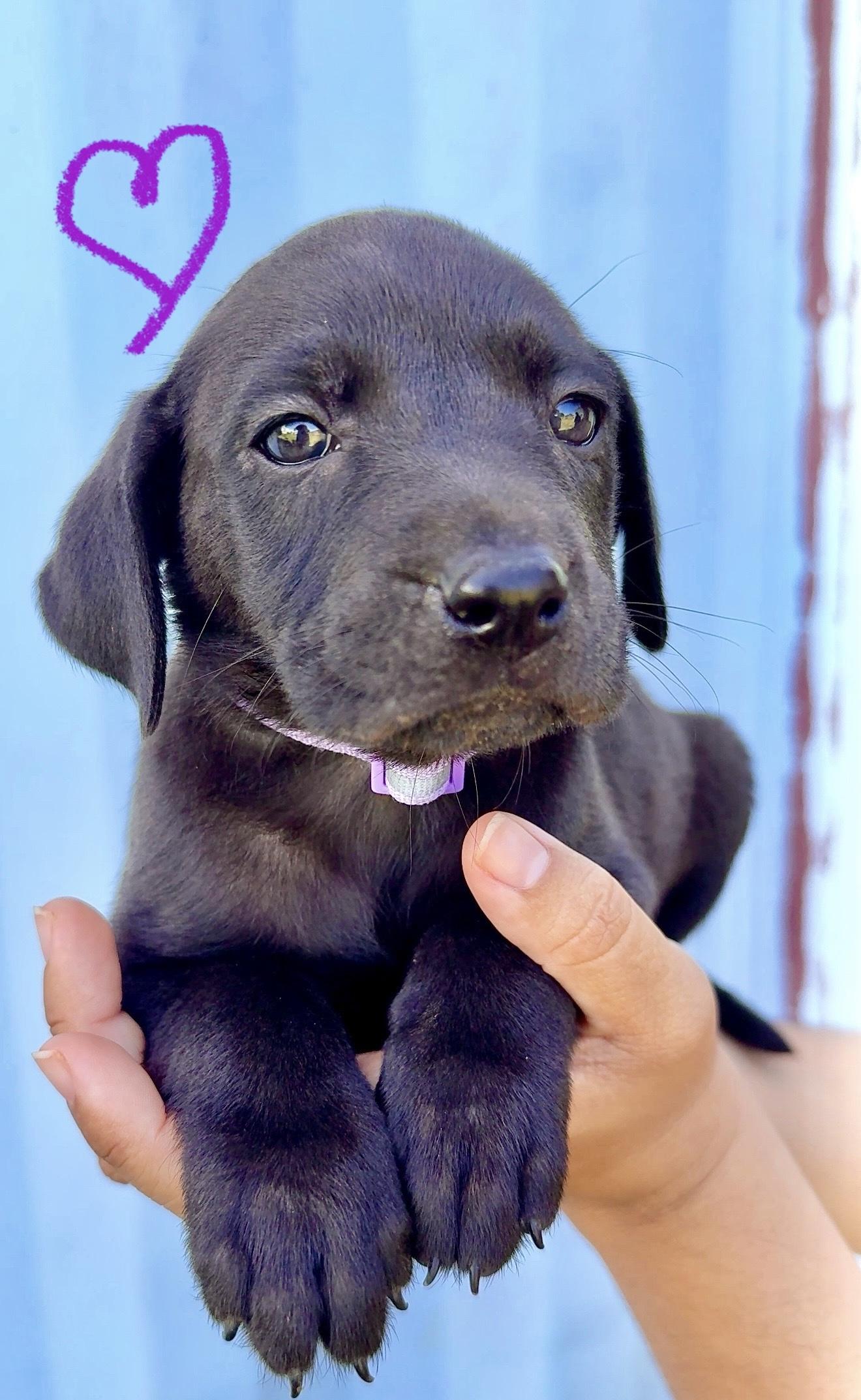 Poppy - Beautiful personality, smart girl puppy - *LOW ADOPTION FEE*, Adoptable, Puppy Female Weimaraner & Labrador Retriever.