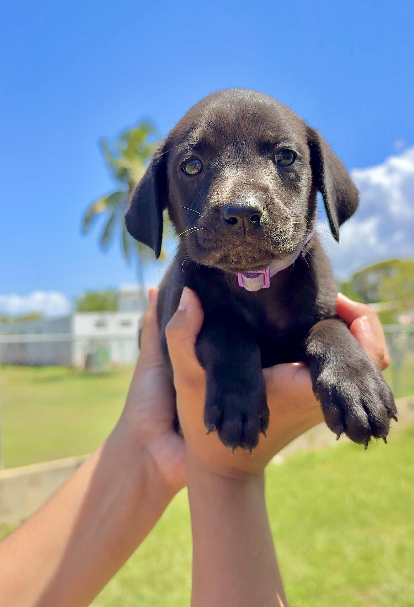 Enlarge Poppy - Beautiful personality, smart girl puppy - *LOW ADOPTION FEE*, a Adoptable mixed breed in Boston, MA image 3/6