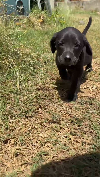 Enlarge Poppy - Beautiful personality, smart girl puppy - *LOW ADOPTION FEE*, a Adoptable mixed breed in Boston, MA video 2/6