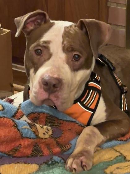 Ginger Snap — thumbnail 2