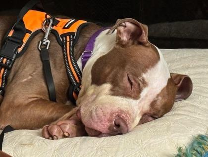 Ginger Snap — thumbnail 3