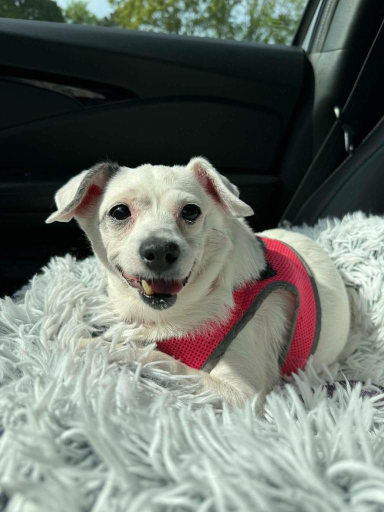 Vera, Adoptable, Adult Female Chihuahua & Terrier.