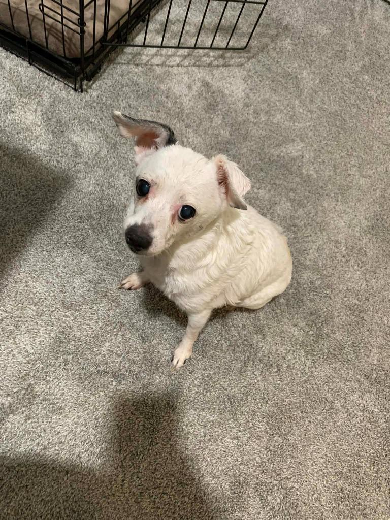 Vera, Adoptable, Senior Female Chihuahua & Terrier.