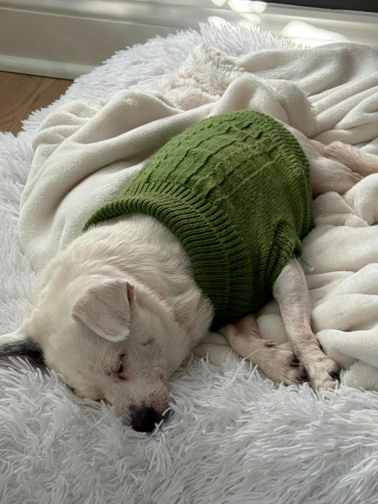 Vera, Adoptable, Senior Female Chihuahua & Terrier.