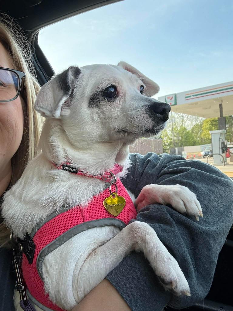 Enlarge Vera, a Adoptable mixed breed in Waxhaw, NC image 4/4