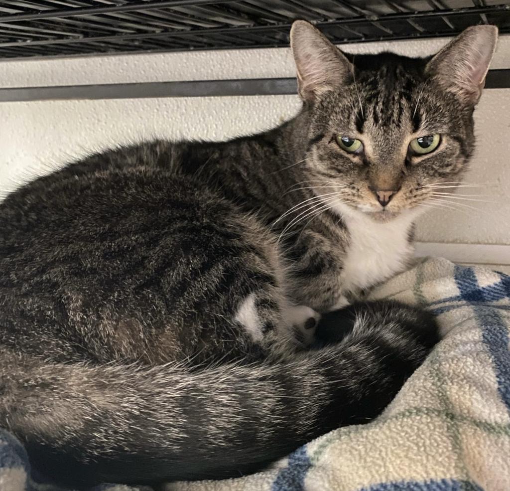 Morlie, Adoptable, Adult Female Domestic Short Hair.