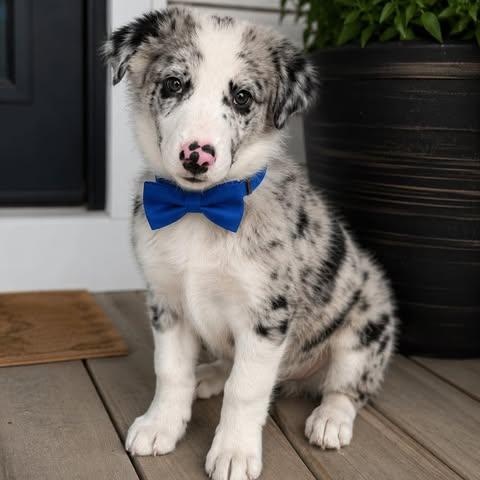 Indie, adopted, Puppy Male Great Pyrenees & Australian Shepherd.