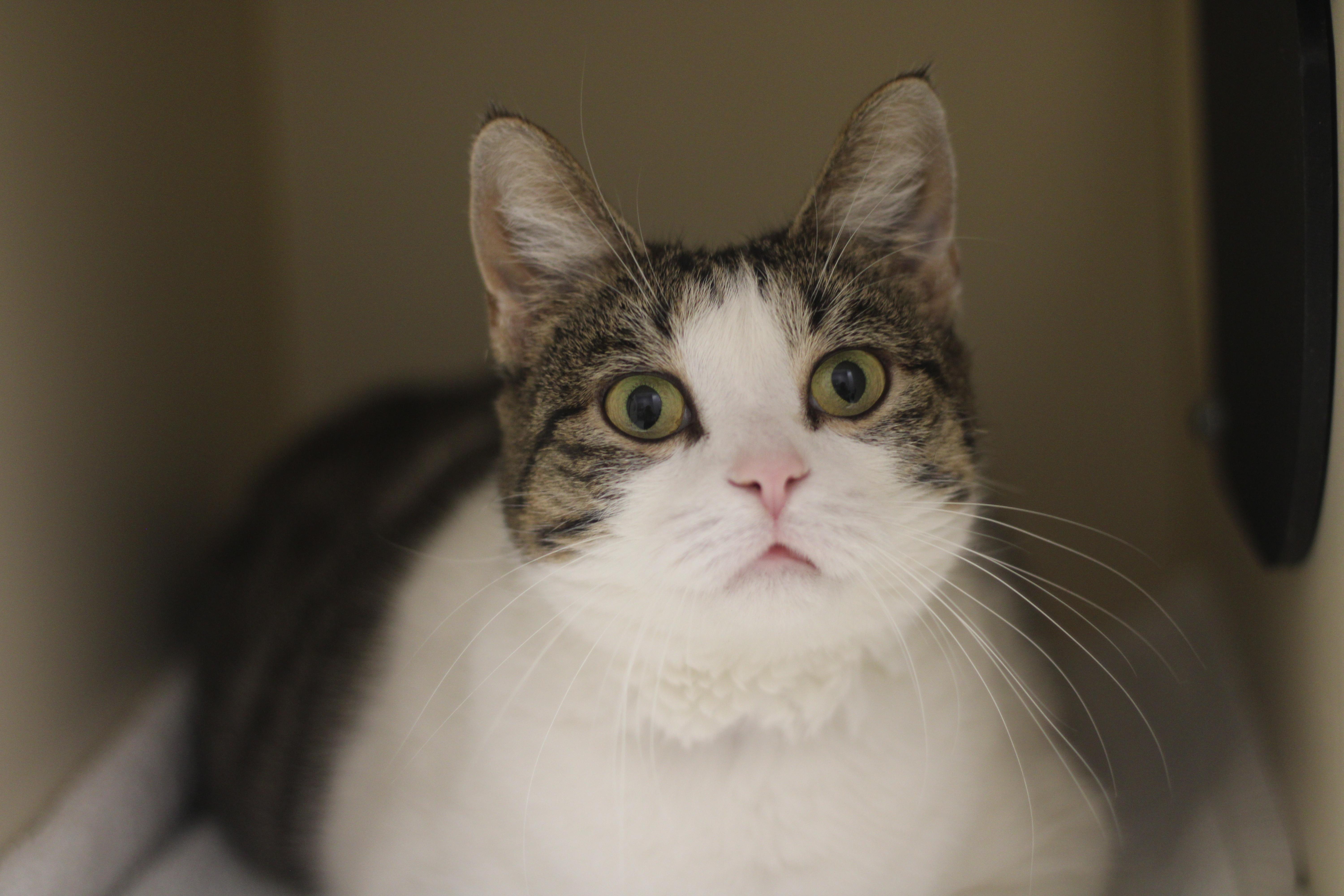 Enlarge Piper , a ADOPTABLE Domestic Short Hair in Cooperstown, NY image 1/1