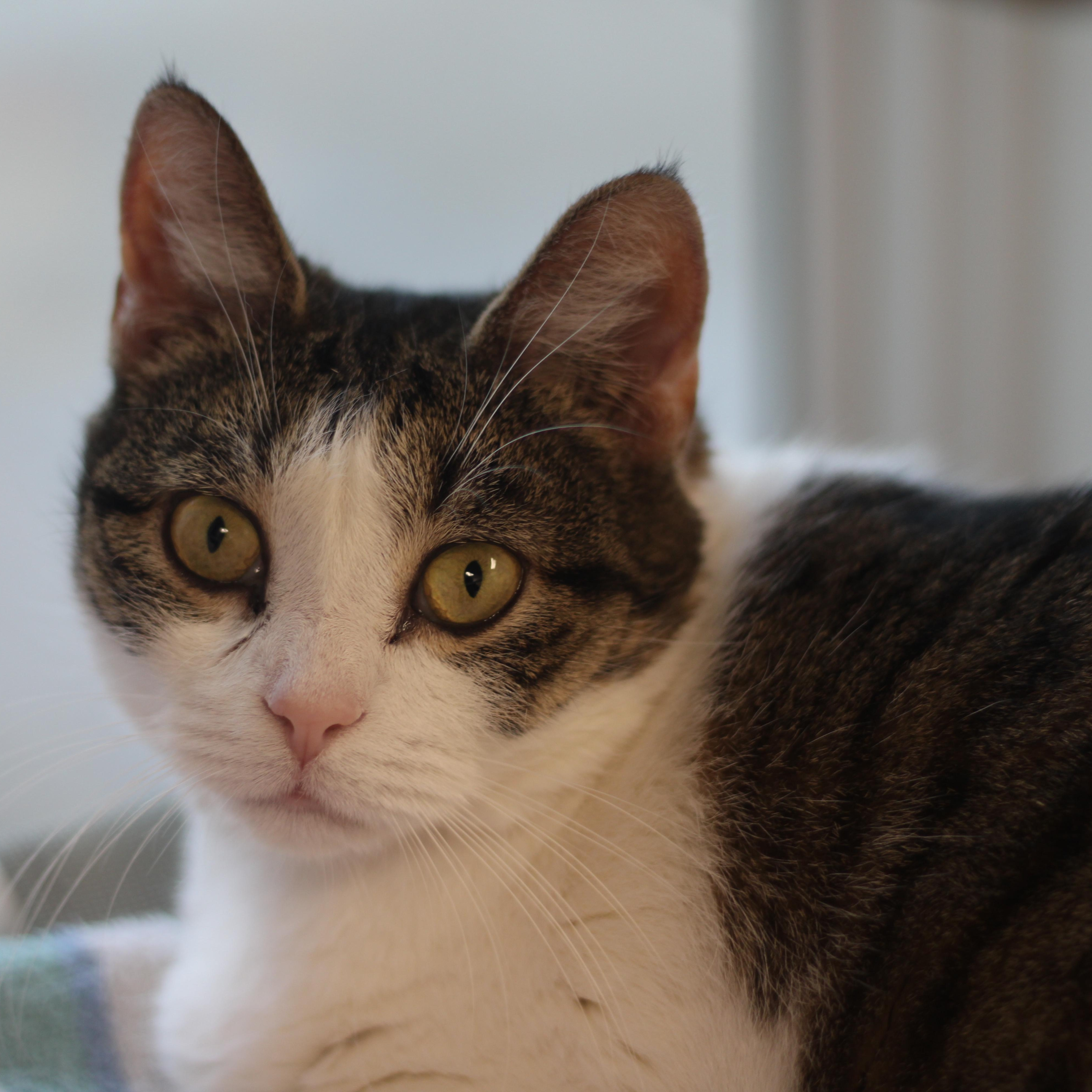 Piper , ADOPTABLE, Adult Female Domestic Short Hair.