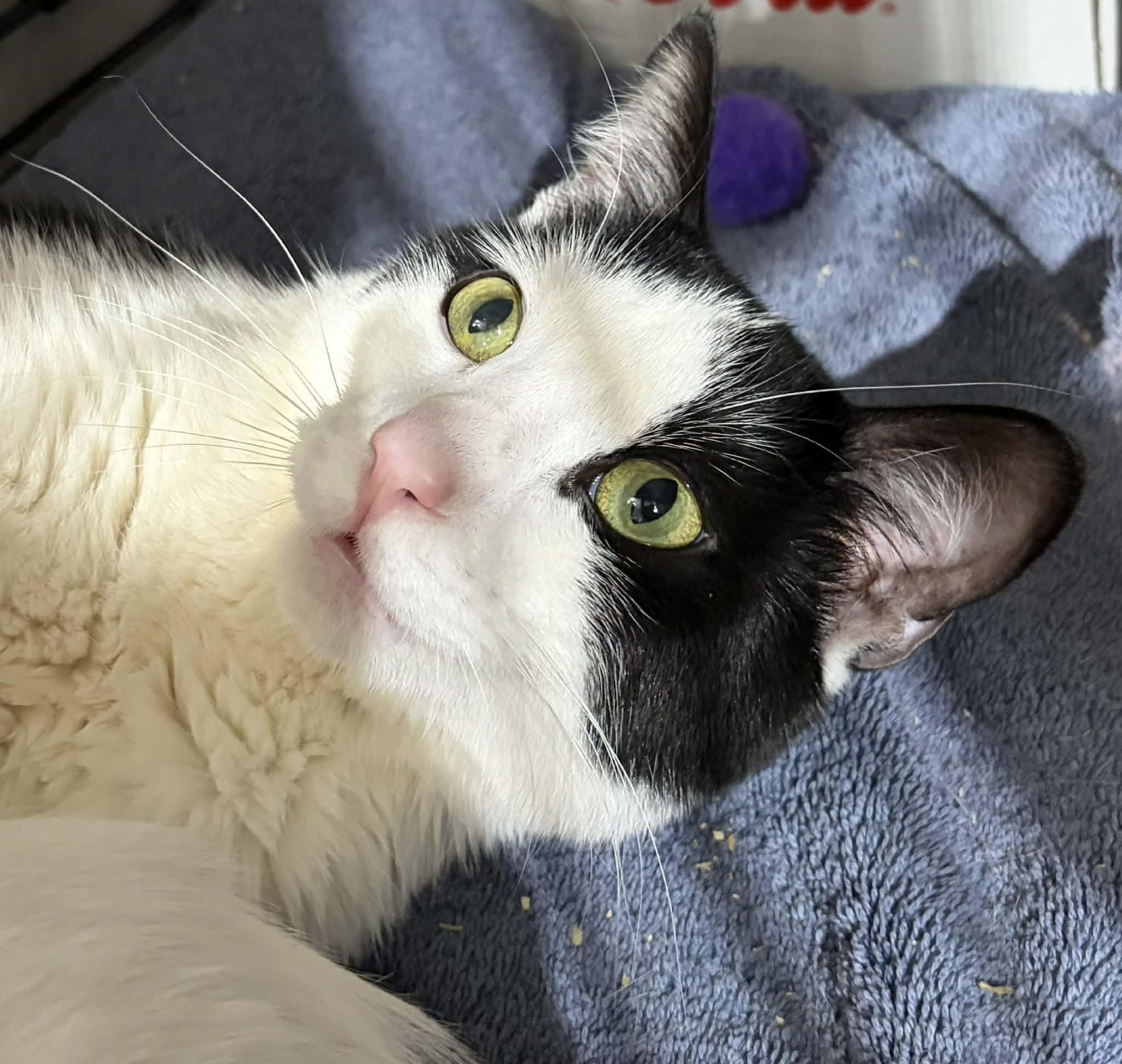 Enlarge Rum & Coke , a ADOPTABLE Domestic Short Hair in Westfield, MA image 2/2