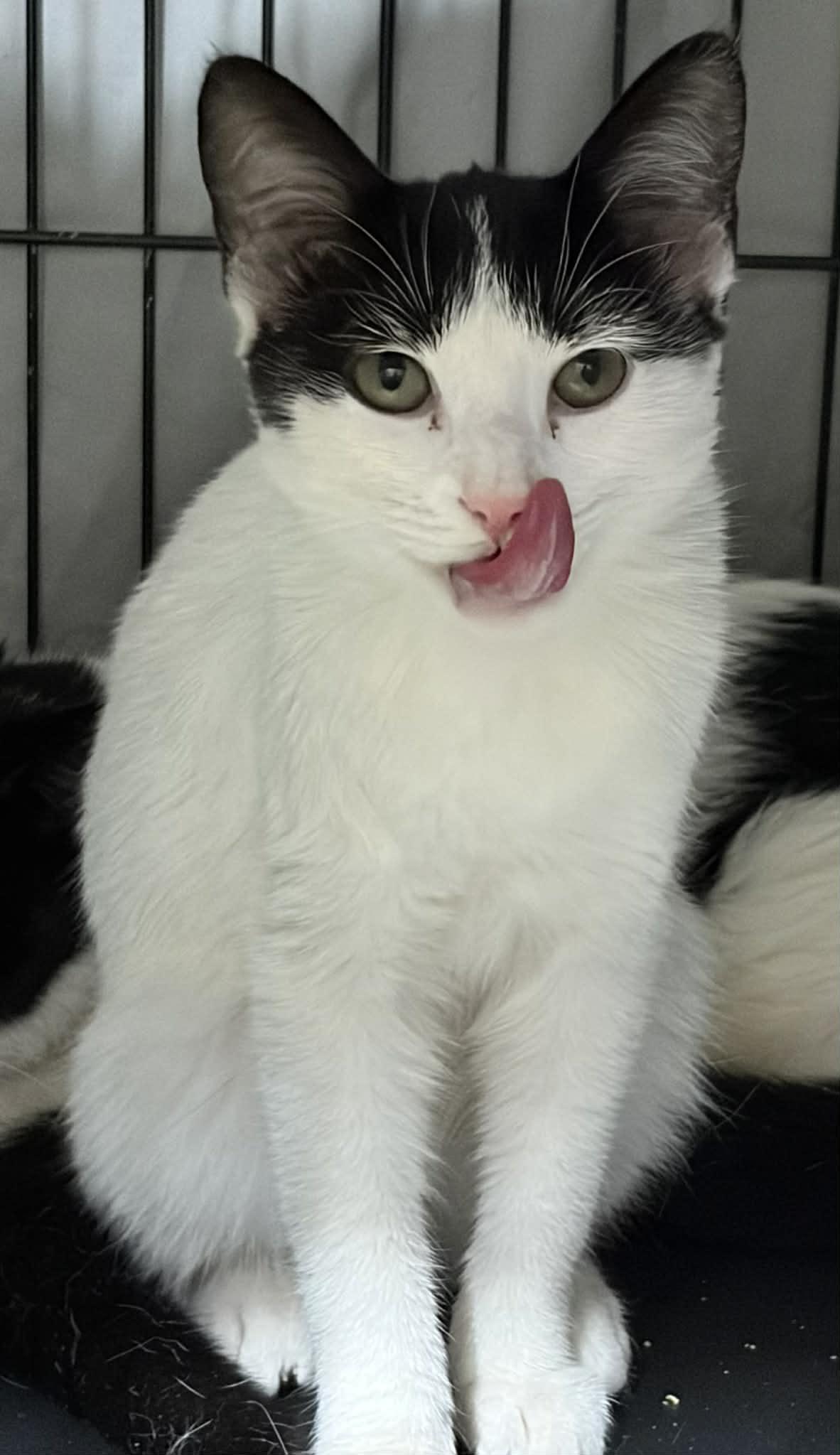 Rum & Coke , ADOPTABLE, Adult Male Domestic Short Hair.
