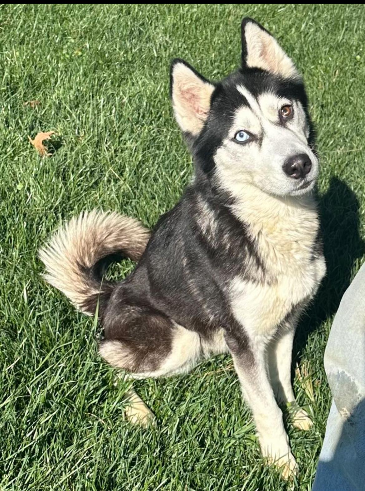 Zephyr, Adoptable, Adult Female Siberian Husky.