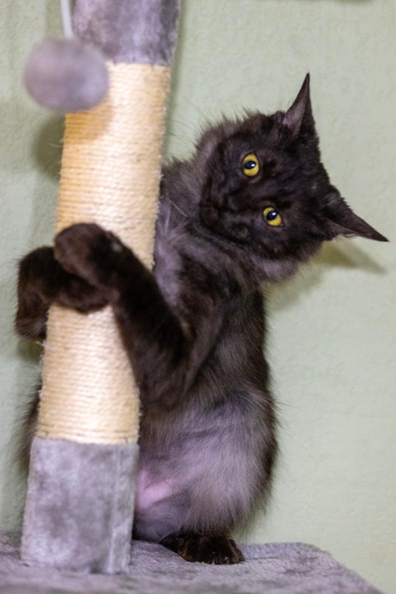 Charla, Adopted, Young Female Domestic Medium Hair.