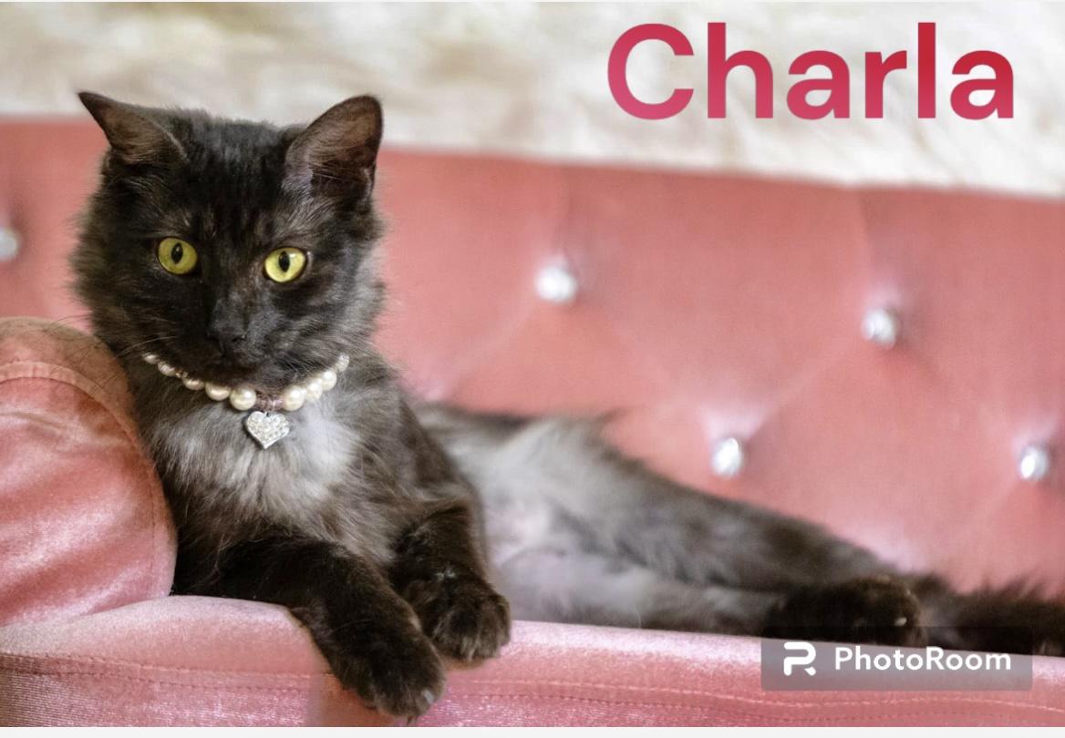 Enlarge Charla, a Adopted mixed breed in Dickinson, TX image 2/5