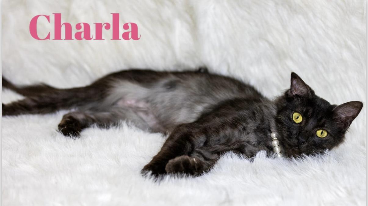 Enlarge Charla, a Adopted mixed breed in Dickinson, TX image 3/5