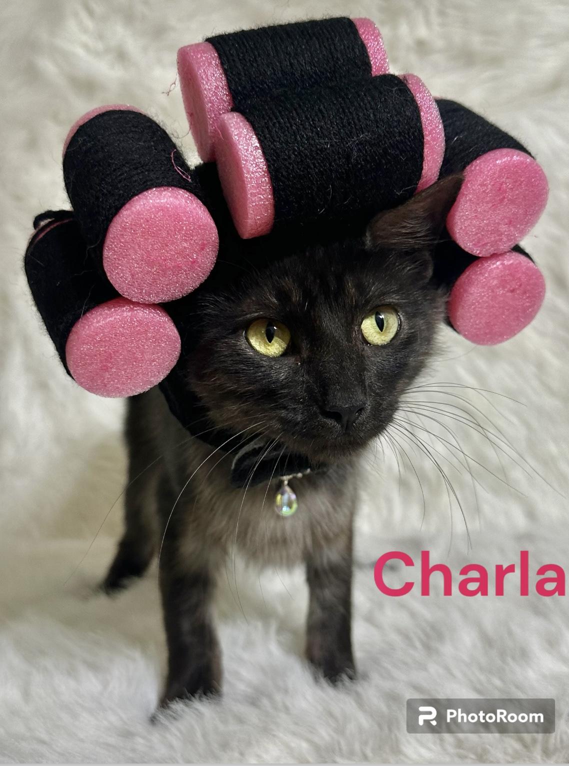 Charla, Adopted, Young Female Domestic Medium Hair.