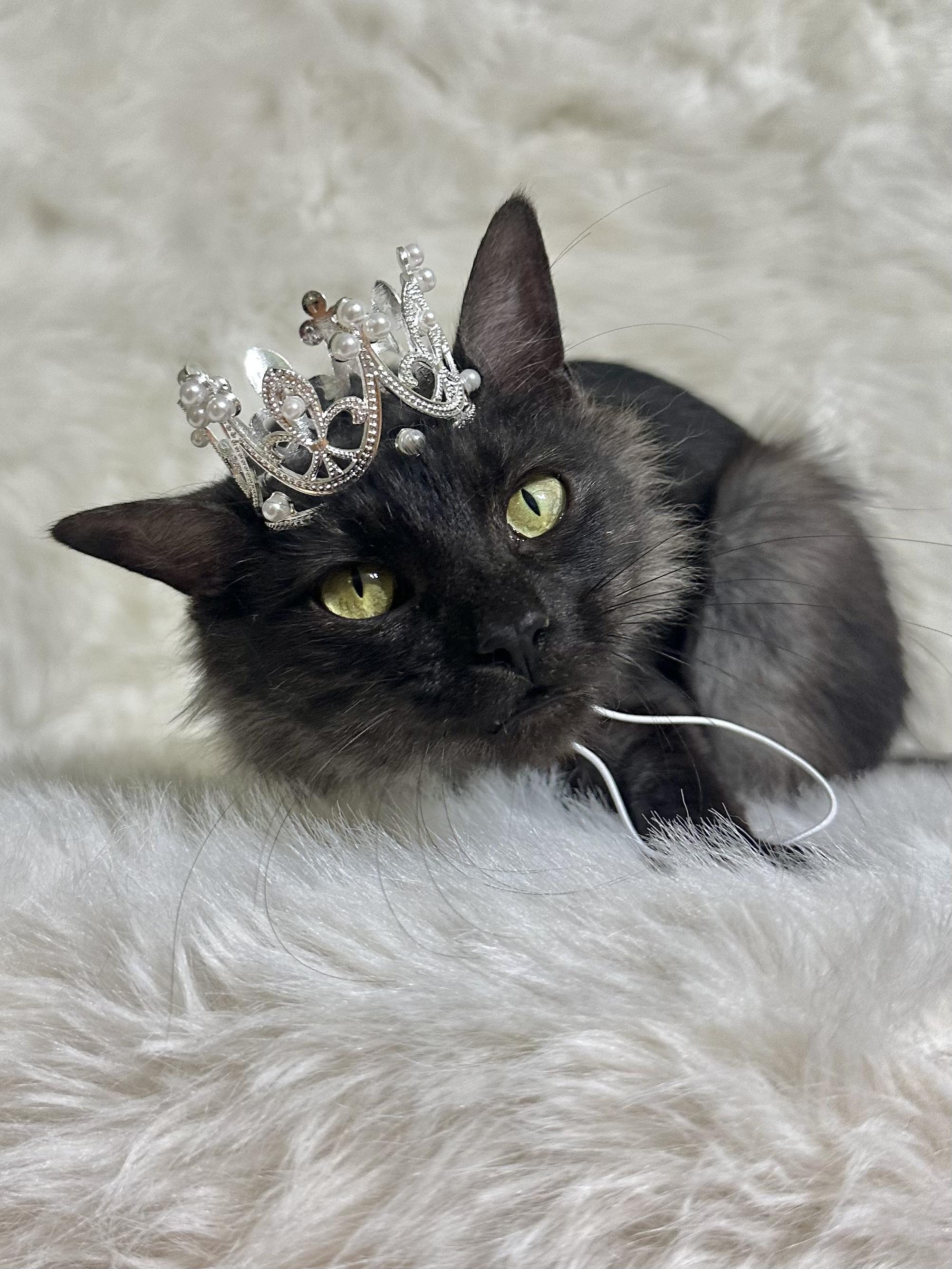 Enlarge Charla, a Adopted mixed breed in Dickinson, TX image 5/5