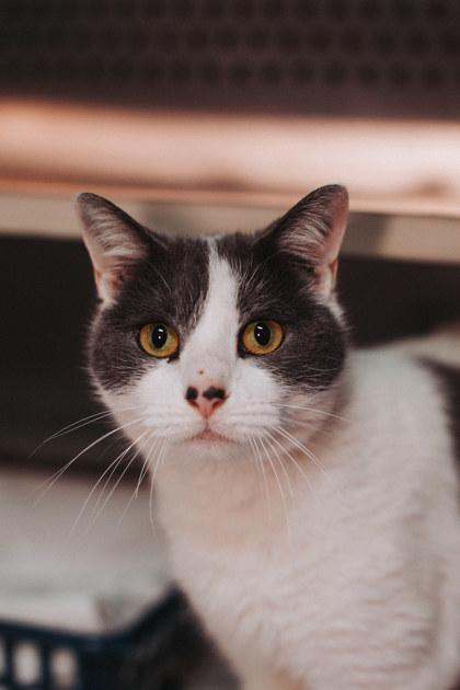 Enlarge 90941a Gwyn- Pounce Cat Cafe, a Adoptable mixed breed in North Charleston, SC image 1/2