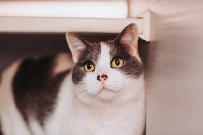 Enlarge 90941a Gwyn- Pounce Cat Cafe, a Adoptable mixed breed in North Charleston, SC image 2/2