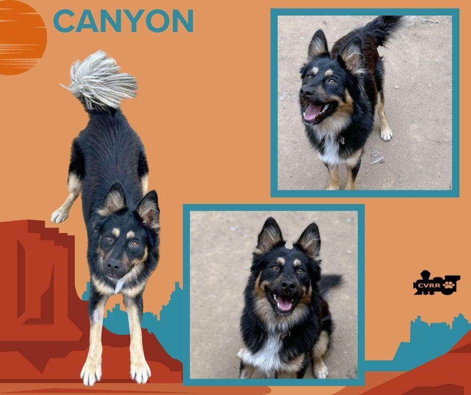 Canyon, Adoptable, Adult Male Australian Shepherd & Border Collie.