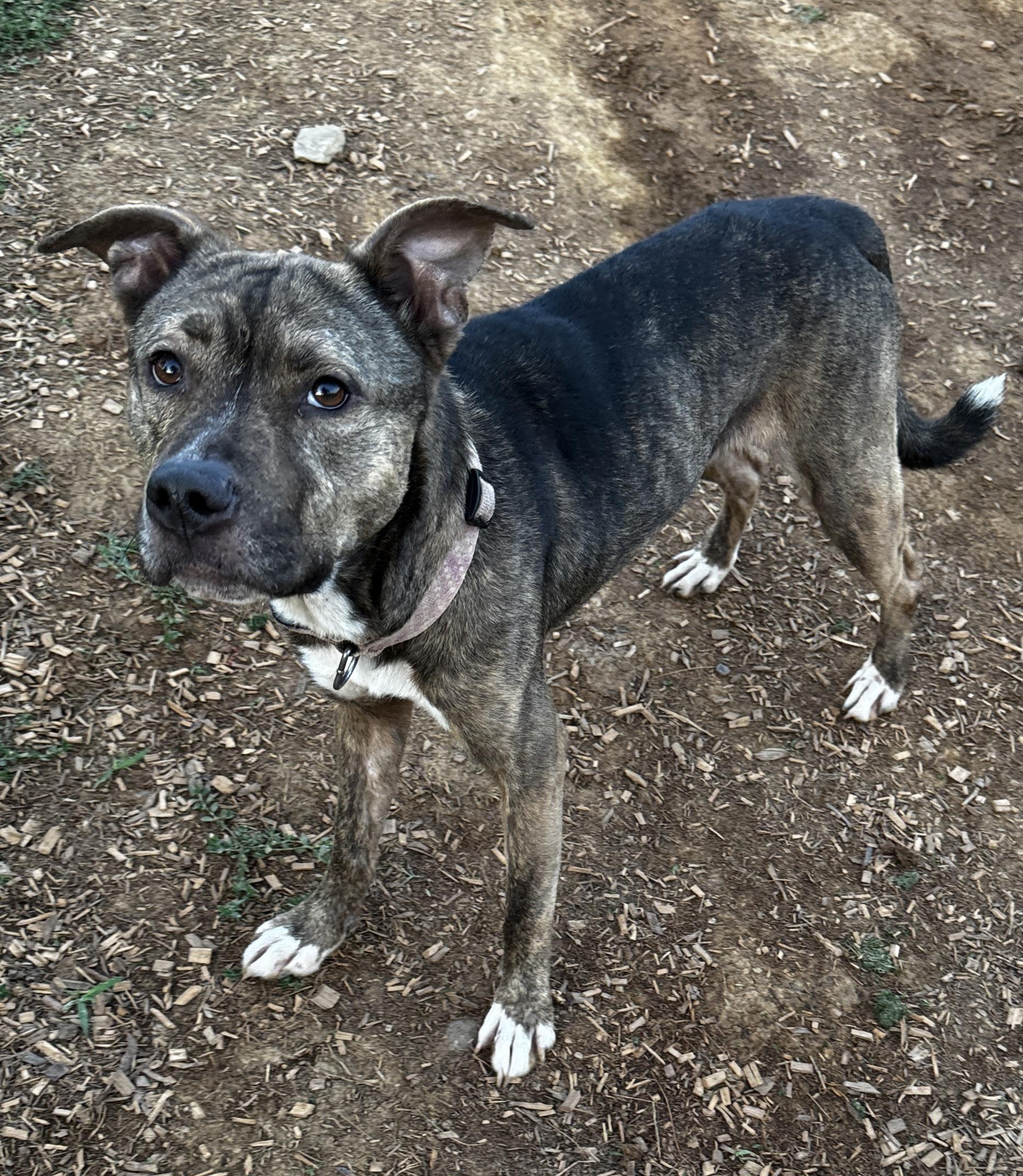 Lilac, a Adoptable mixed breed image 6/6