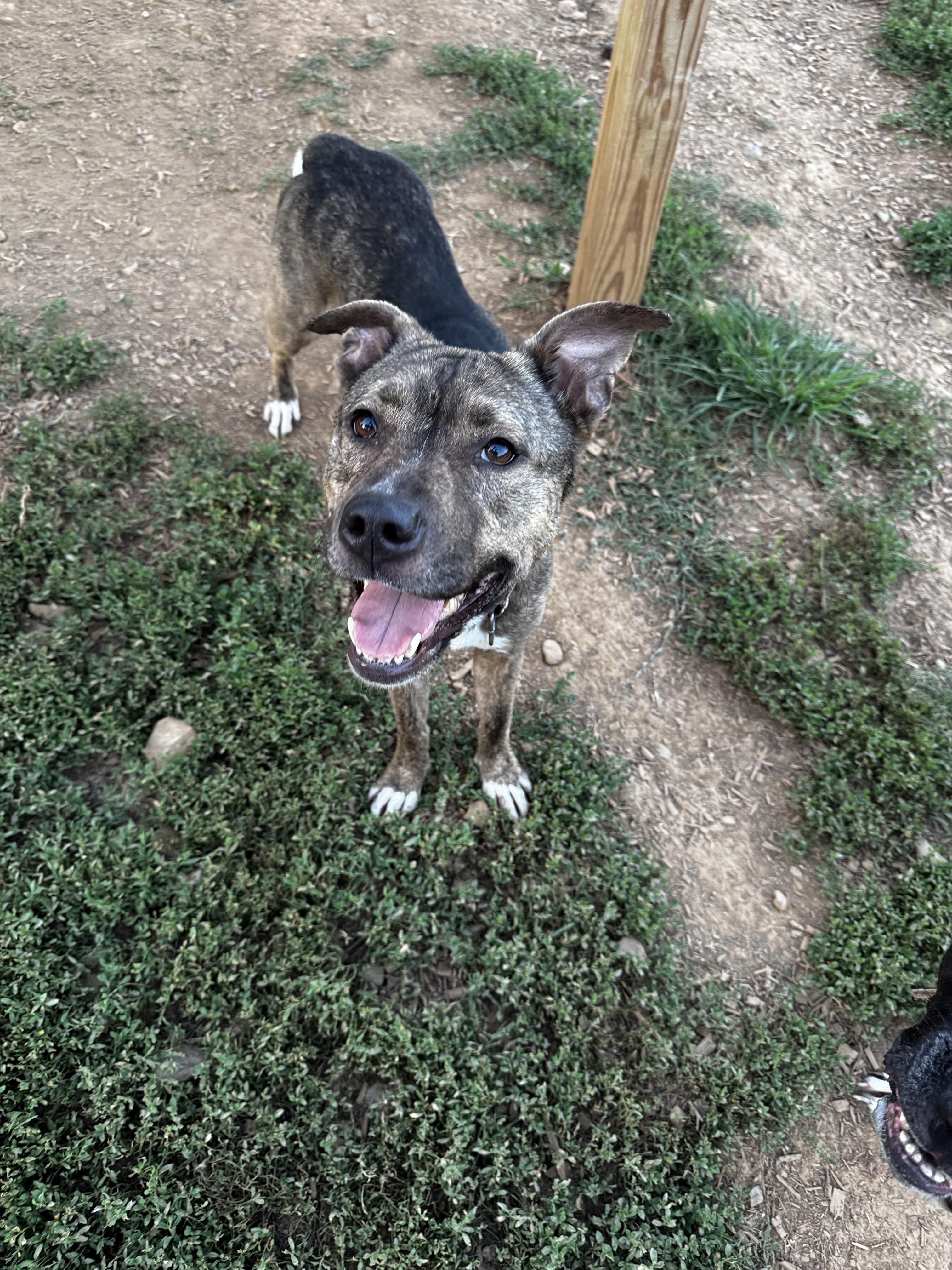 Lilac, a Adoptable mixed breed image 4/6