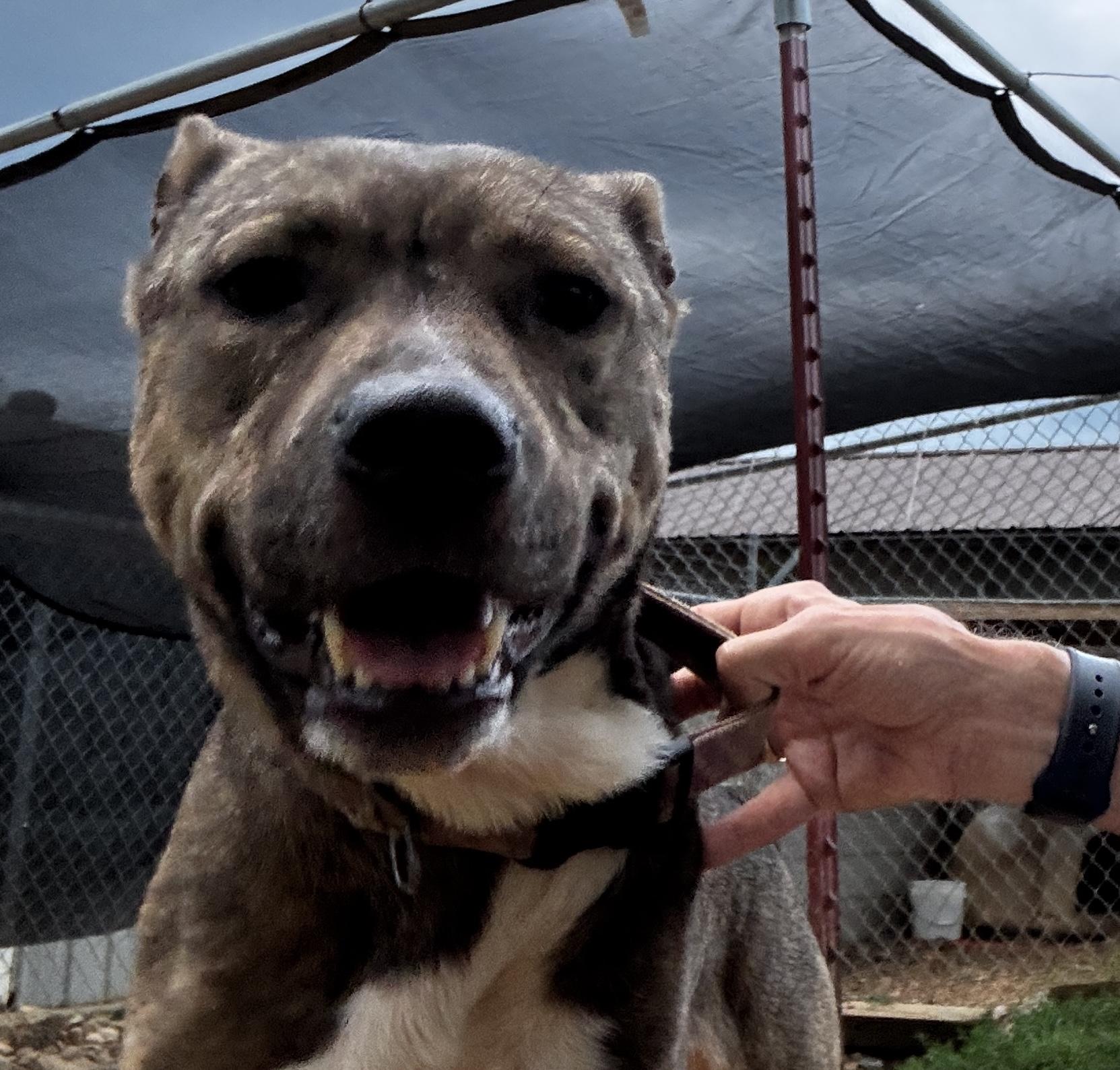 Lilac, a Adoptable mixed breed image 5/6