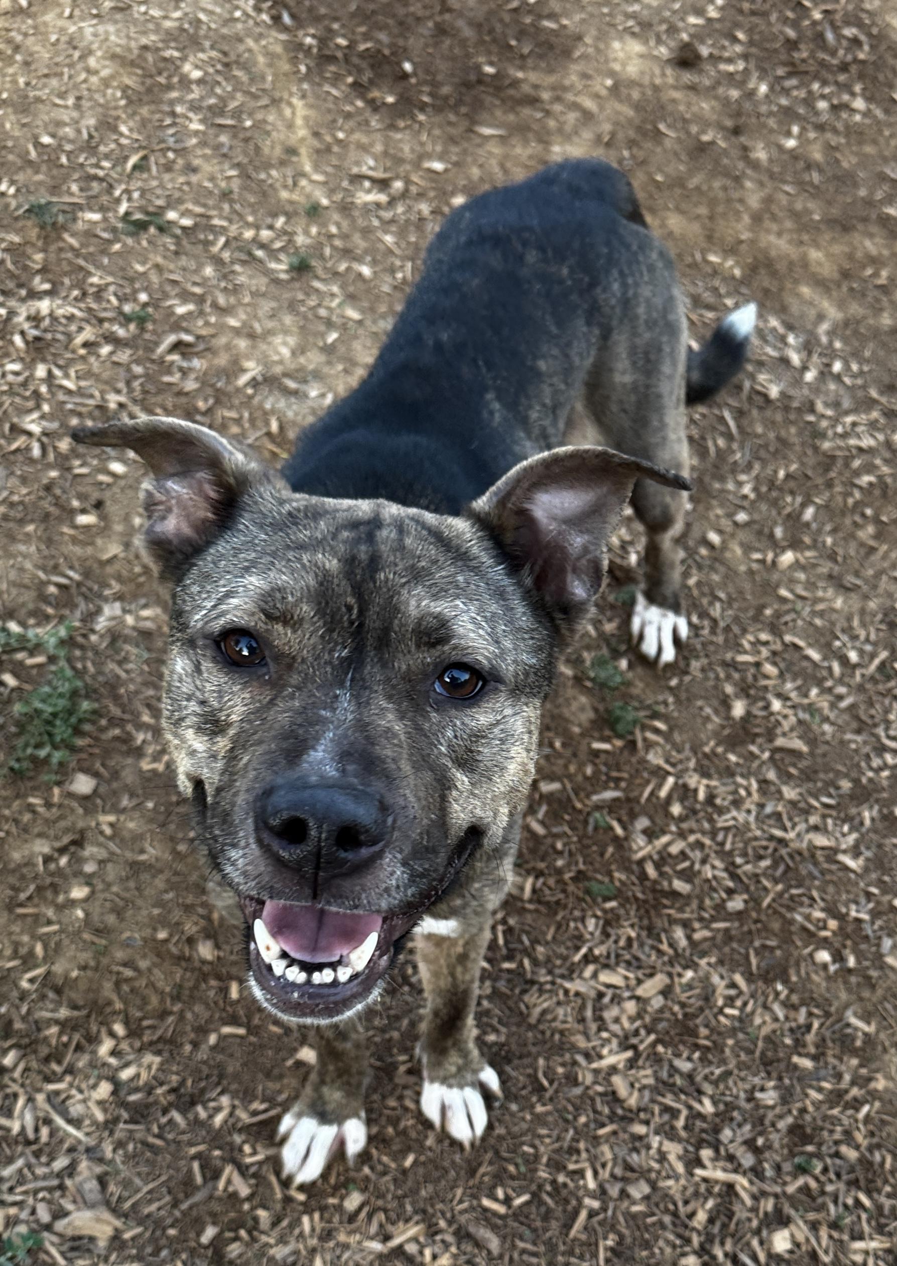 Lilac, Adoptable, Young Female Pit Bull Terrier.