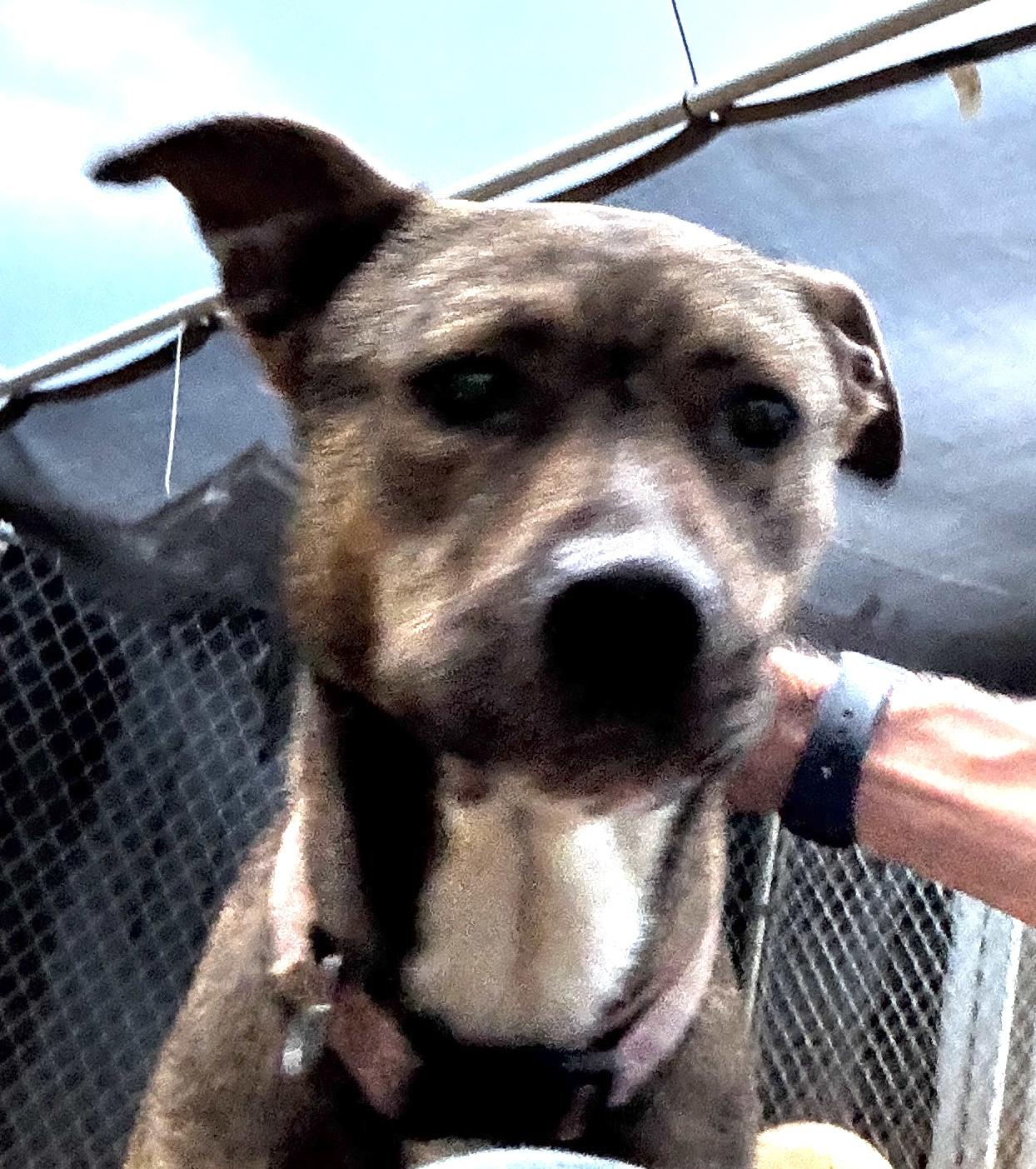 Lilac, a Adoptable mixed breed image 3/6