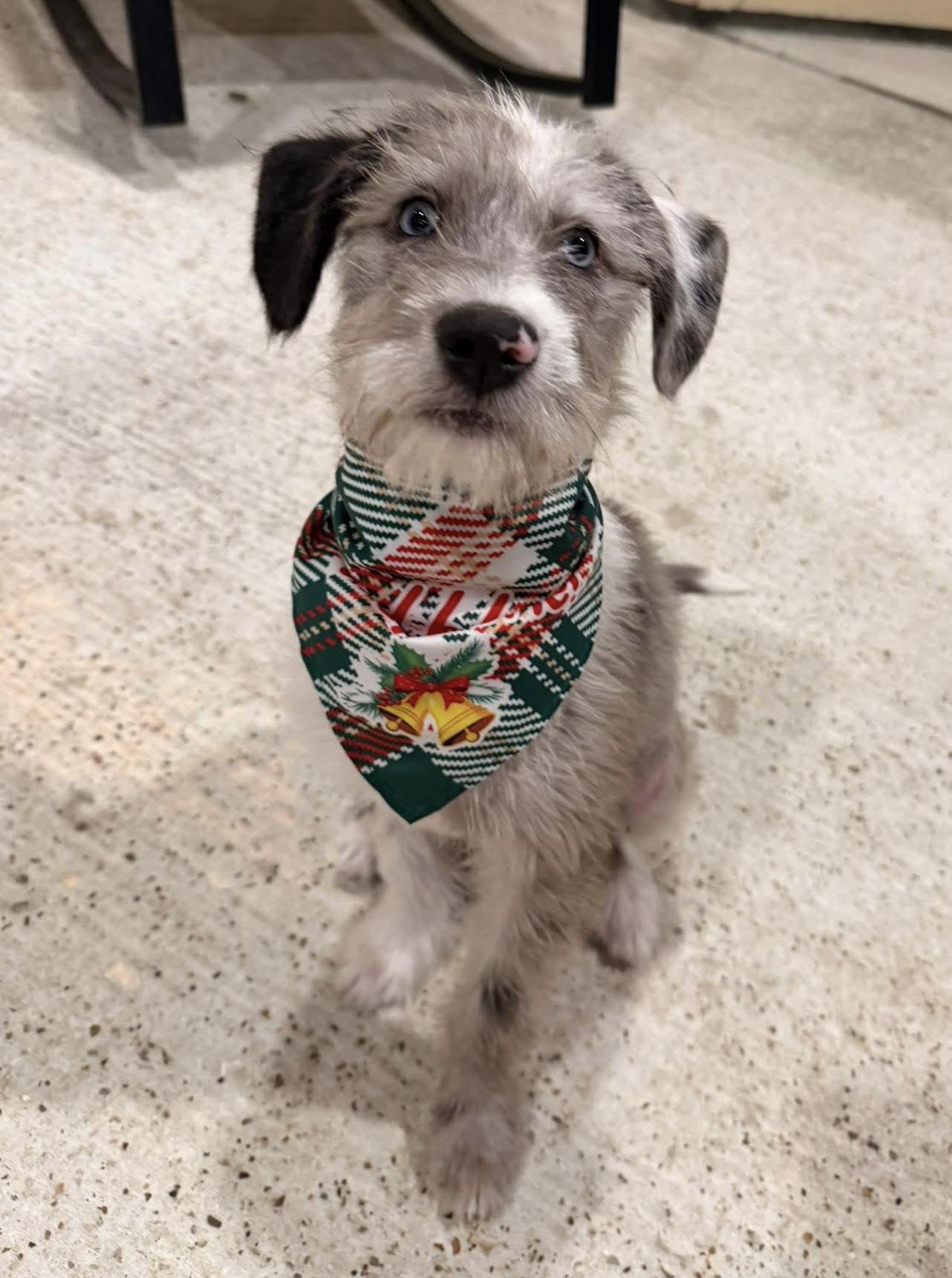 Enlarge Oakley, an adoptable mixed breed in Spring, TX image 1/4