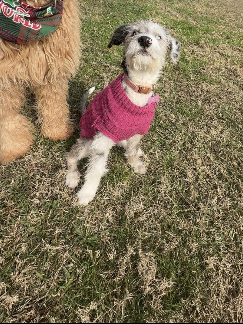 Enlarge Oakley, an adoptable mixed breed in Spring, TX image 3/4