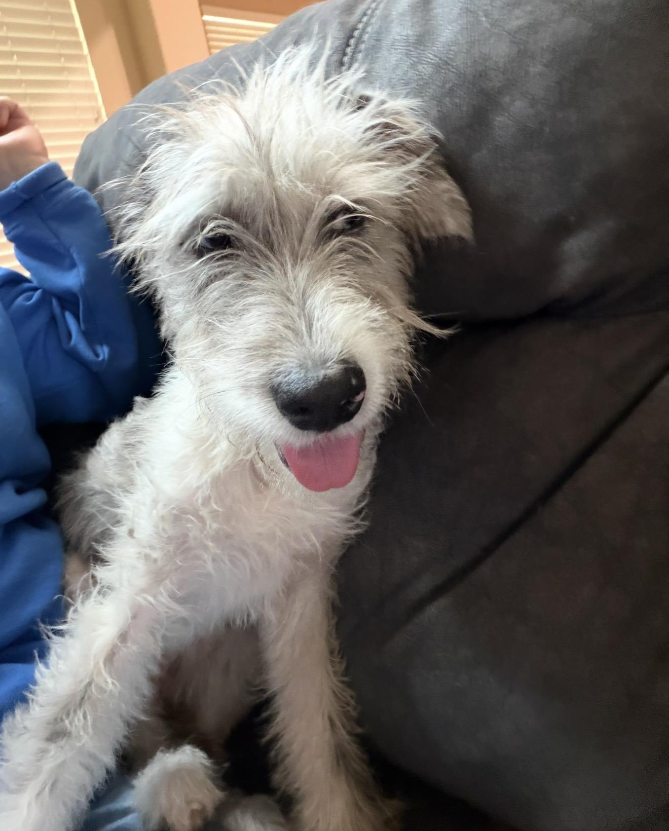 Enlarge Oakley, an adoptable mixed breed in Spring, TX image 2/4