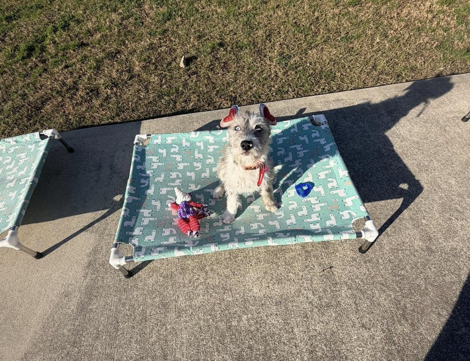 Enlarge Oakley, an adoptable mixed breed in Spring, TX image 4/4