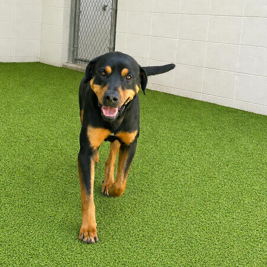 Enlarge Dobby 7410, a Adoptable Labrador Retriever in LOXAHATCHEE, FL image 2/2