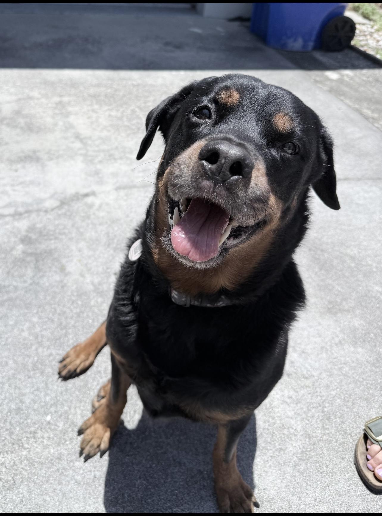 Lucky, a Adopted Rottweiler in Fort Lauderdale, FL image 1/2