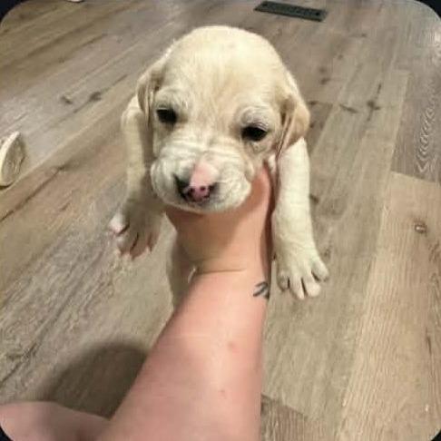 Violet, a Adoptable mixed breed in Baton Rouge, LA image 1/5