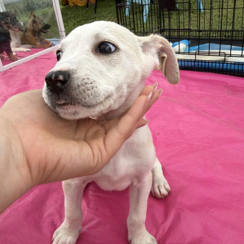 Violet, a Adoptable mixed breed in Baton Rouge, LA image 2/5