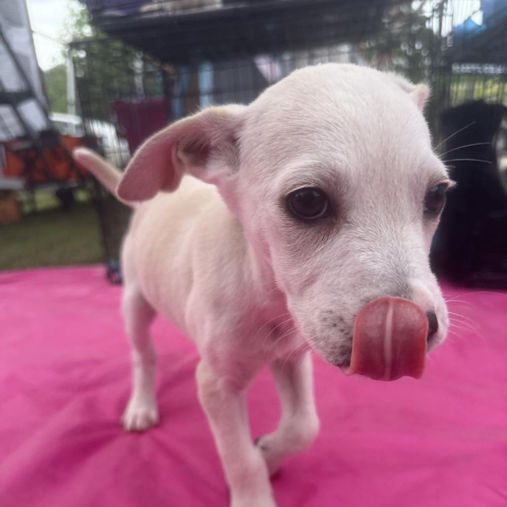 Violet, a Adoptable mixed breed in Baton Rouge, LA image 3/5