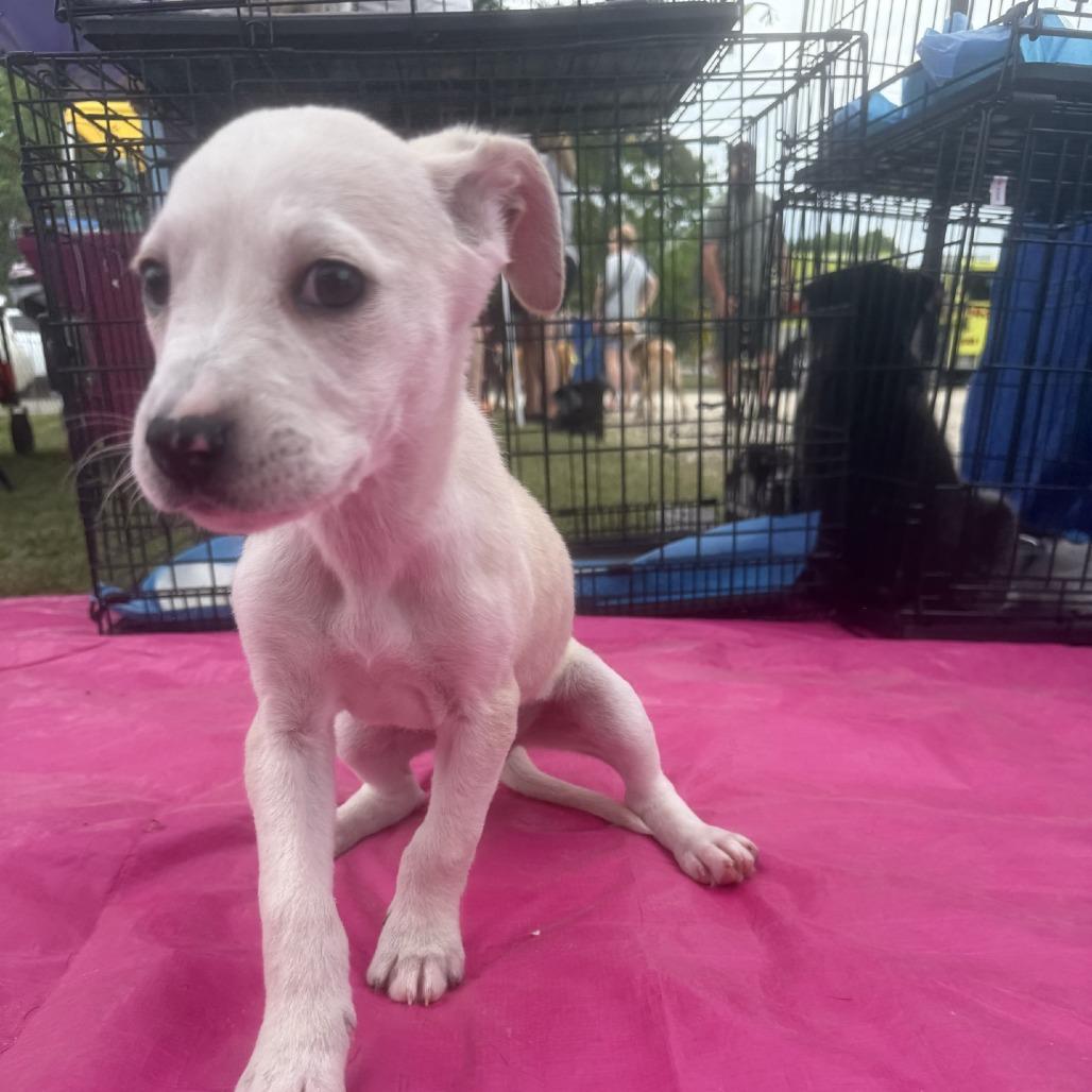 Violet, a Adoptable mixed breed in Baton Rouge, LA image 4/5