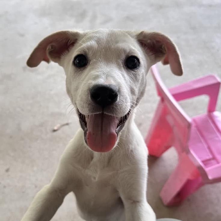 Violet, a Adoptable mixed breed in Baton Rouge, LA image 5/5