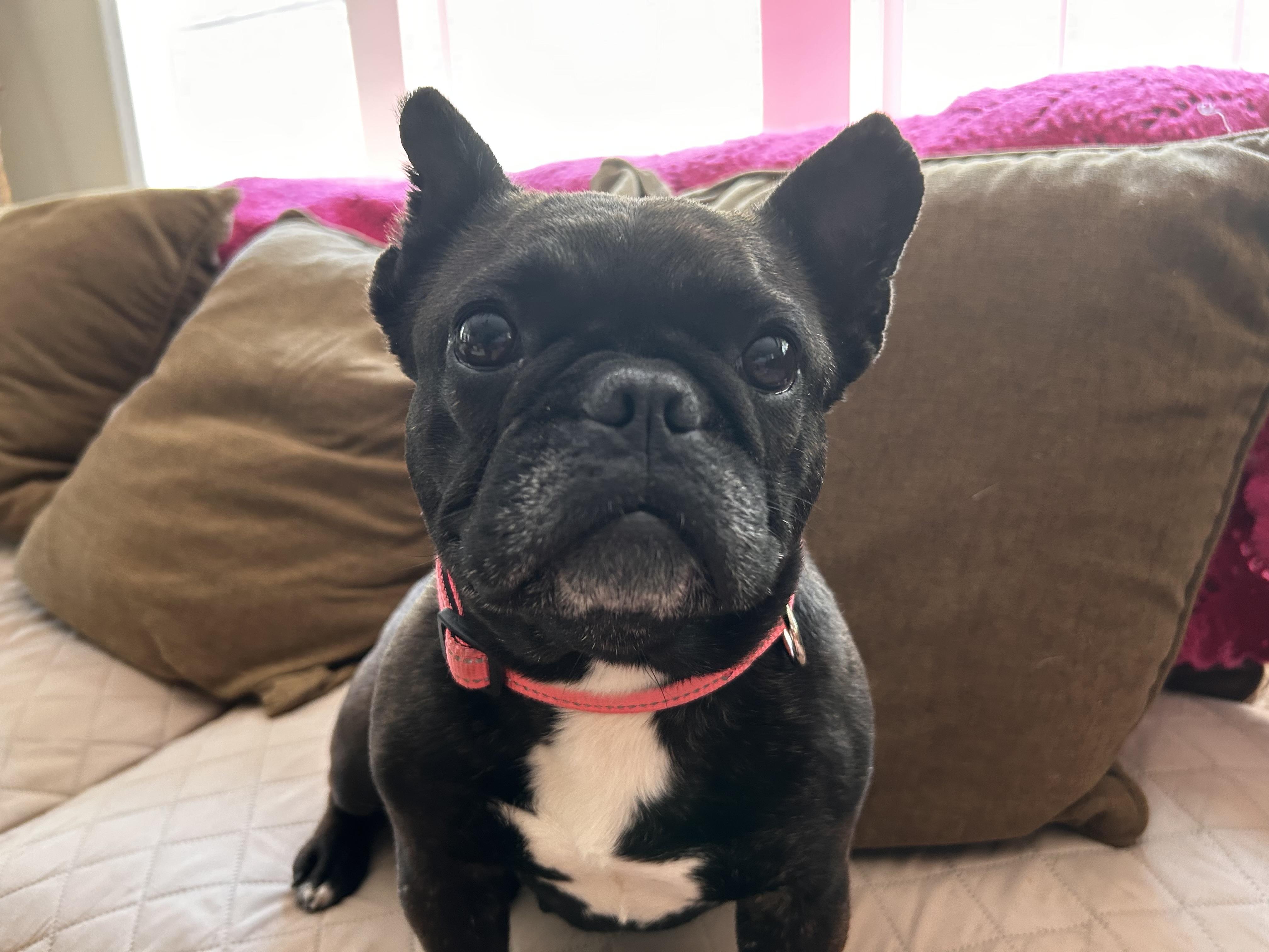 Maxine, ADOPTABLE, Young Female French Bulldog.