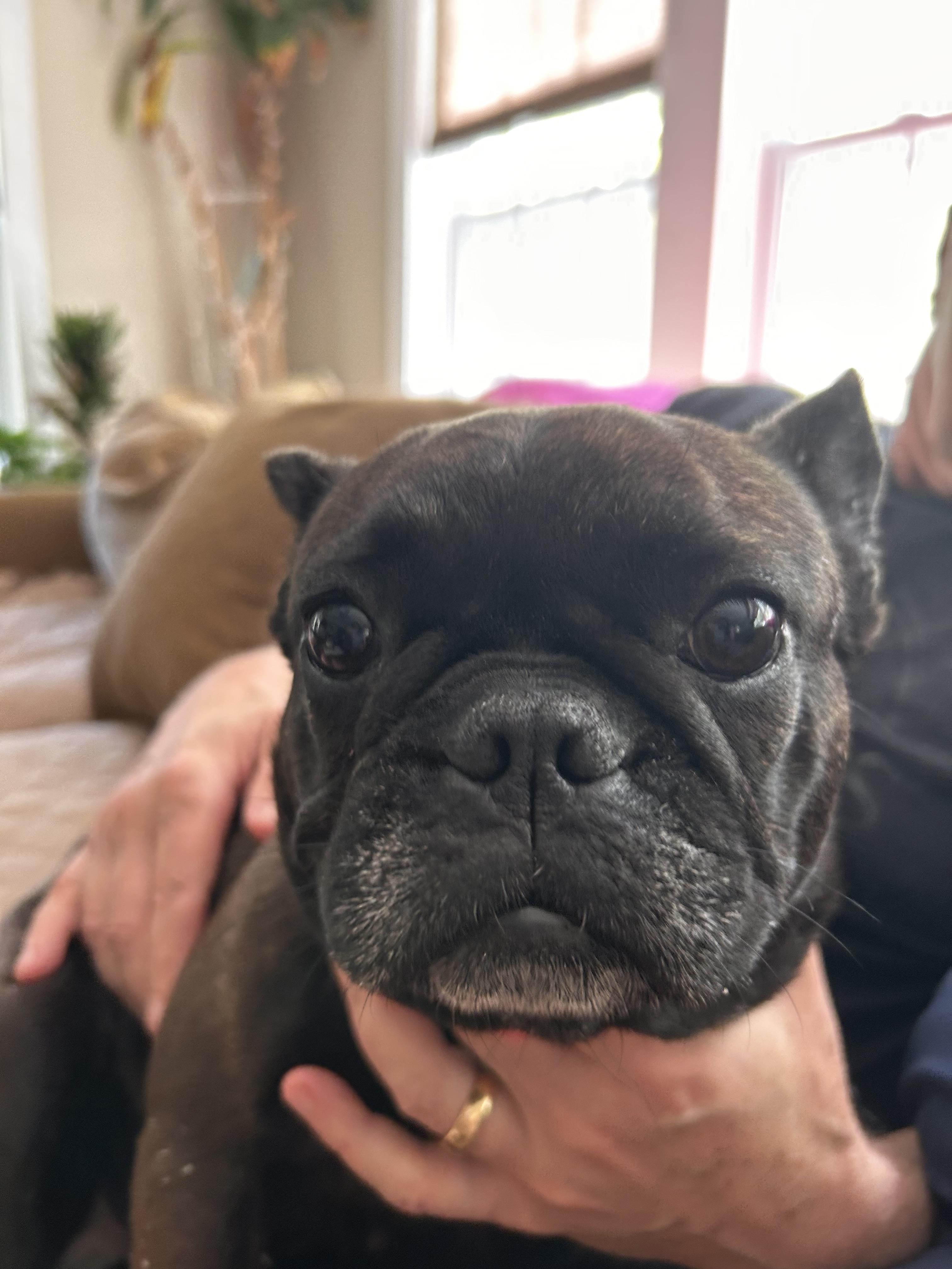 Enlarge Maxine, a ADOPTABLE French Bulldog in Bonneau, SC image 2/2