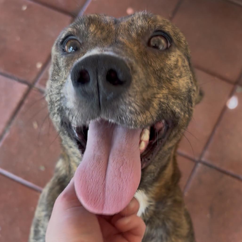 April (Mom), Adoptable, Adult Female Mixed Breed & None.