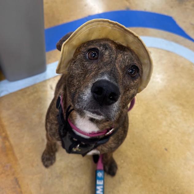 Enlarge April (Mom), a Adoptable Mixed Breed in QUINCY, FL image 2/6