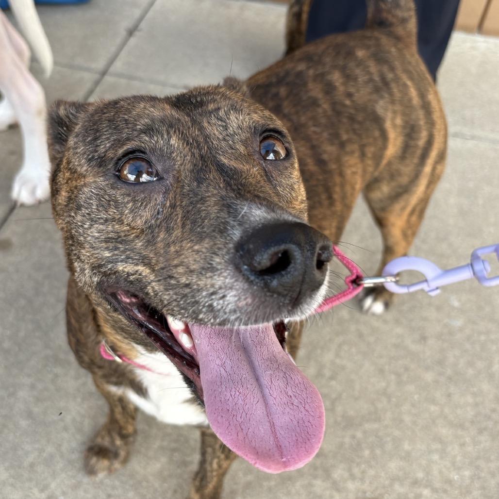 Enlarge April (Mom), a Adoptable Mixed Breed in QUINCY, FL image 3/6